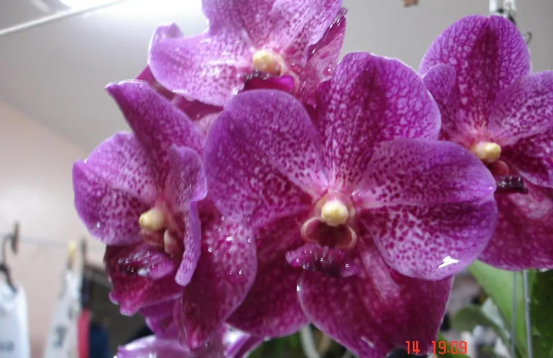 Pousada das Orquideas de Jau-1