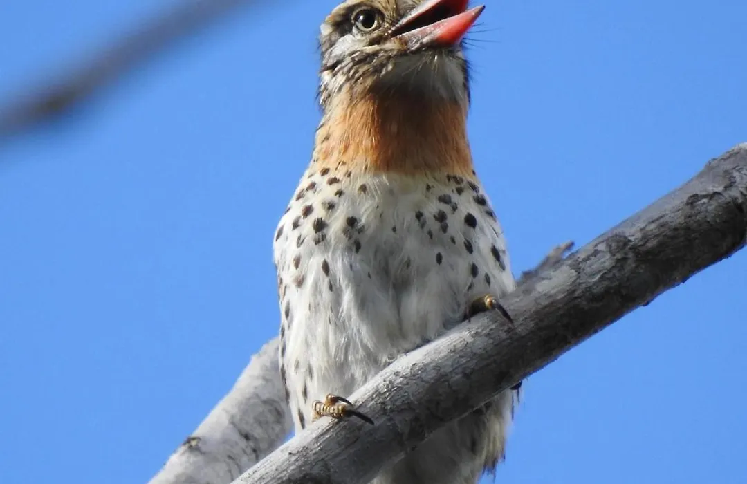 Aruá Observação de aves e natureza-1
