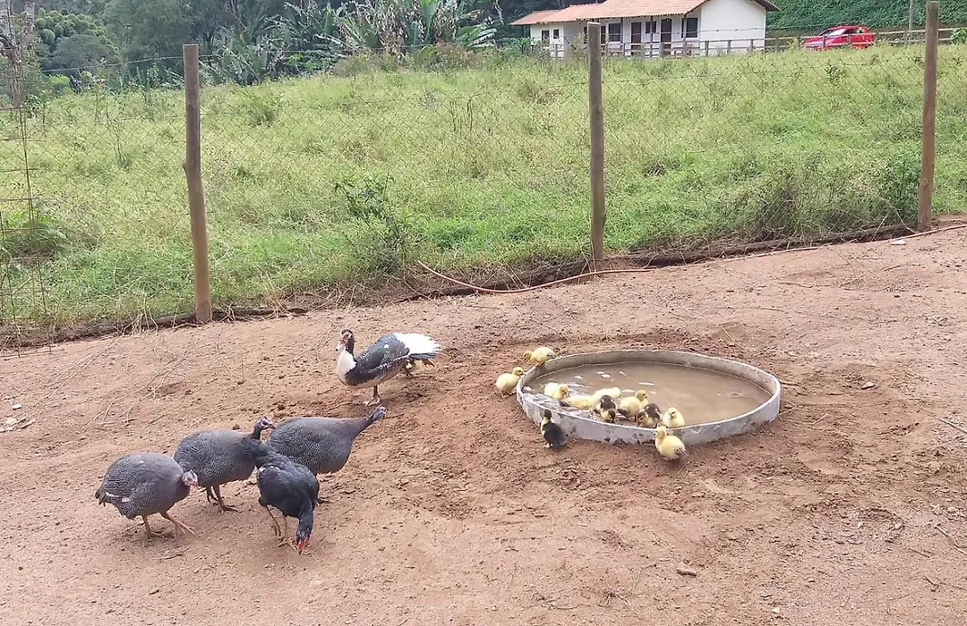 Fazenda Piloes-1