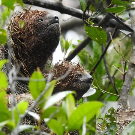 Aruá Observação de aves e natureza-2