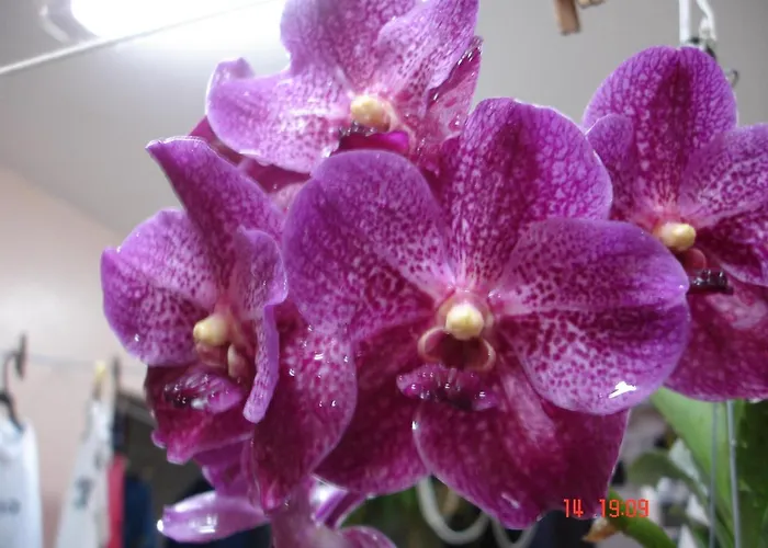 Pousada Das Orquideas De Jaú, Brasil