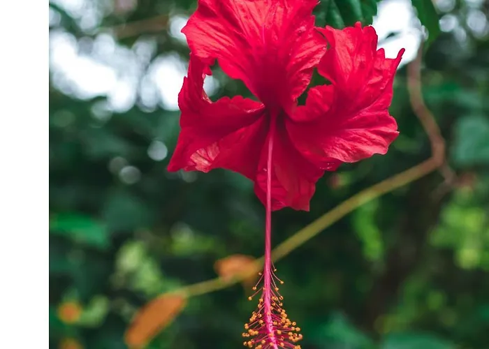 Vila Hibisco Itacare