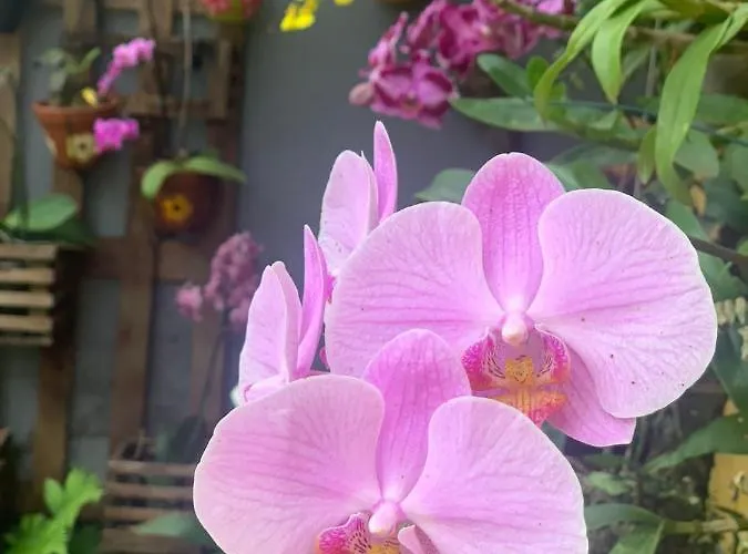 Casa das Flores