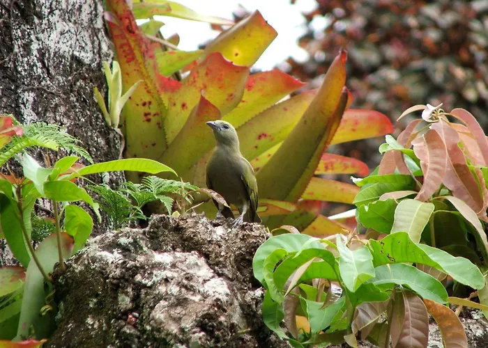 Pousada Cauca