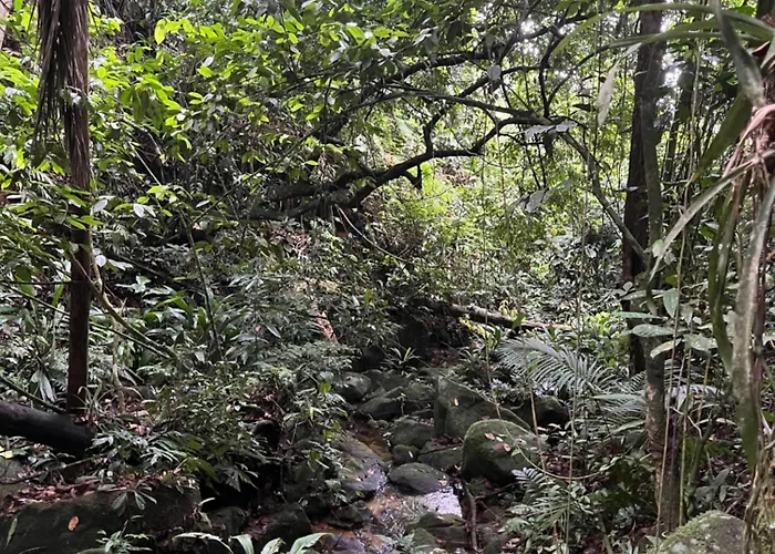 Trindade Sea And Forest Yoga
