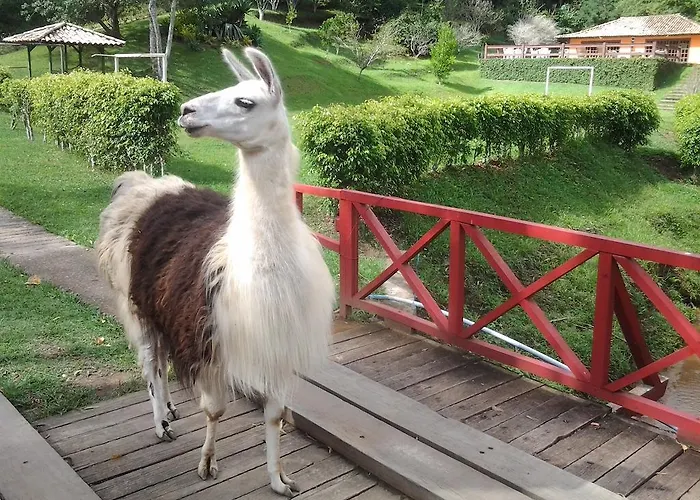 Haras Radachi