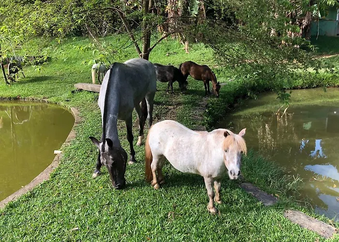 Haras Radachi
