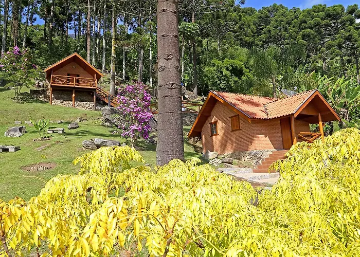 Araucária E Manacá