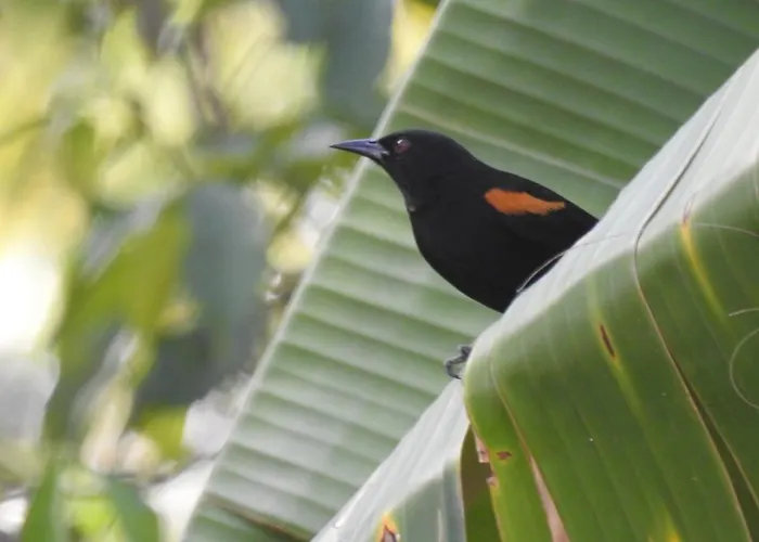 Pousada Caiapo Águas de Lindóia, Brasil