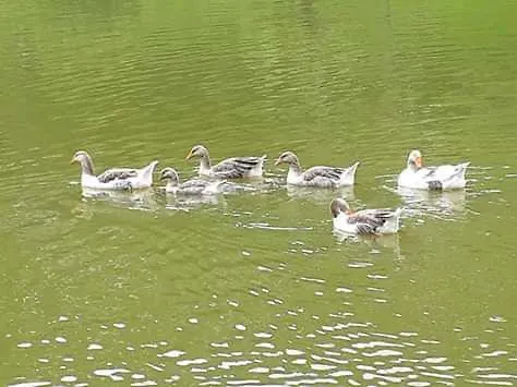 Clube Lagoa